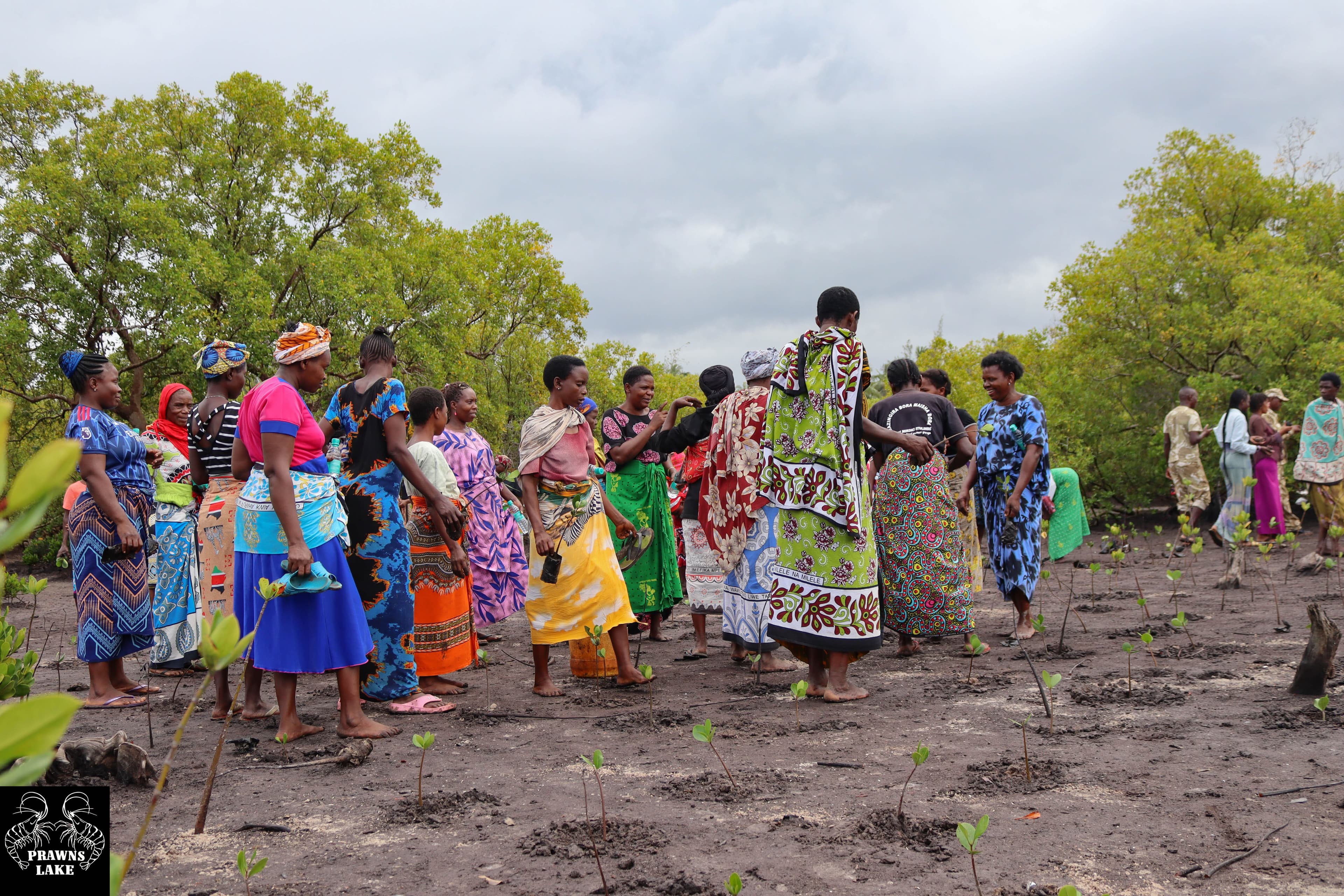 Lush mangrove forest restoration at Prawns Lake Watamu, Kenya