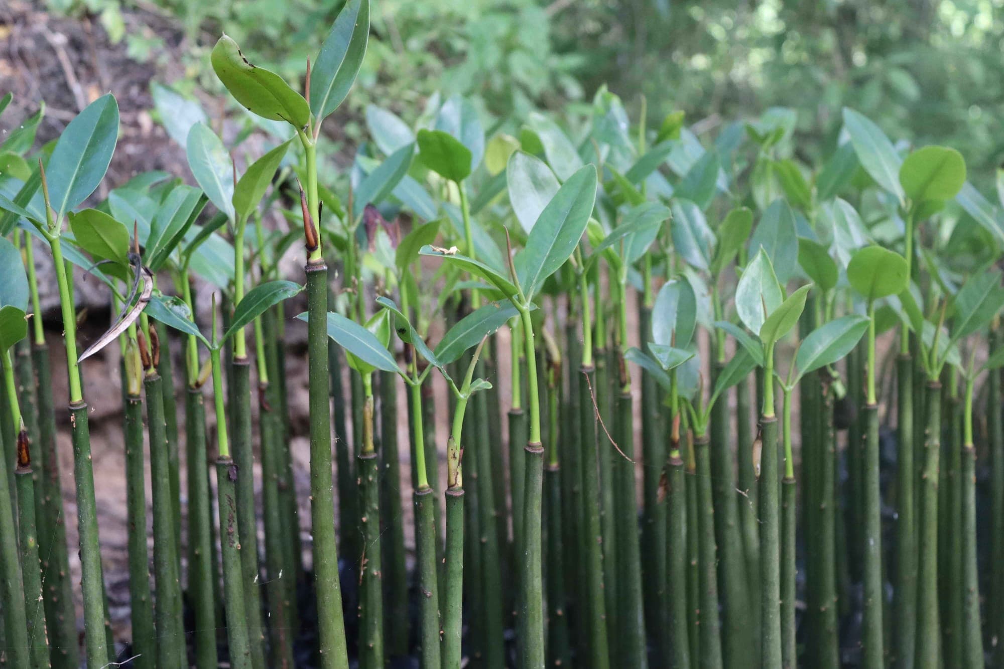 Mangrove forest restoration at Mida Creek