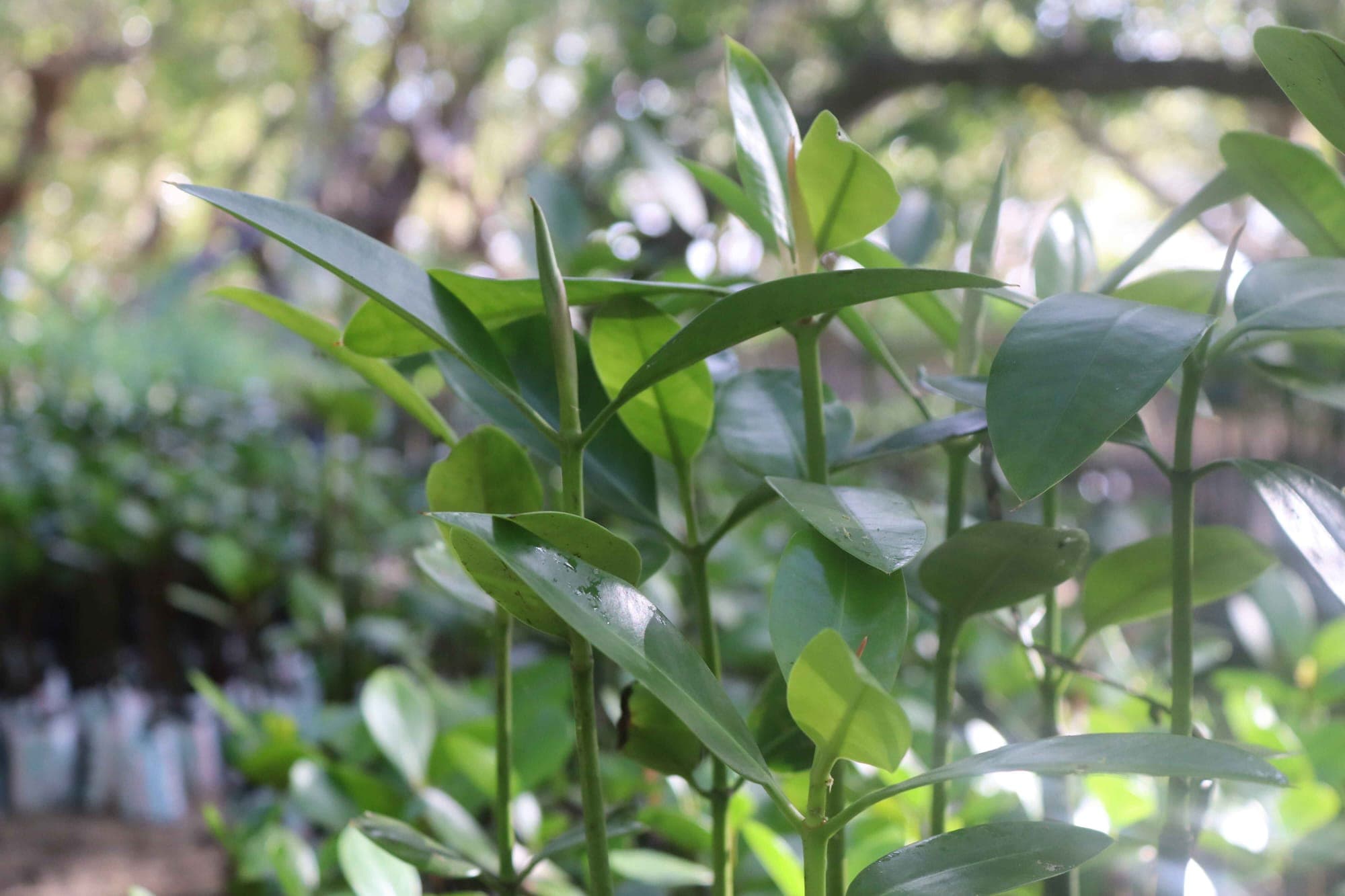 Healthy mangrove root system supporting marine life in Mida Creek