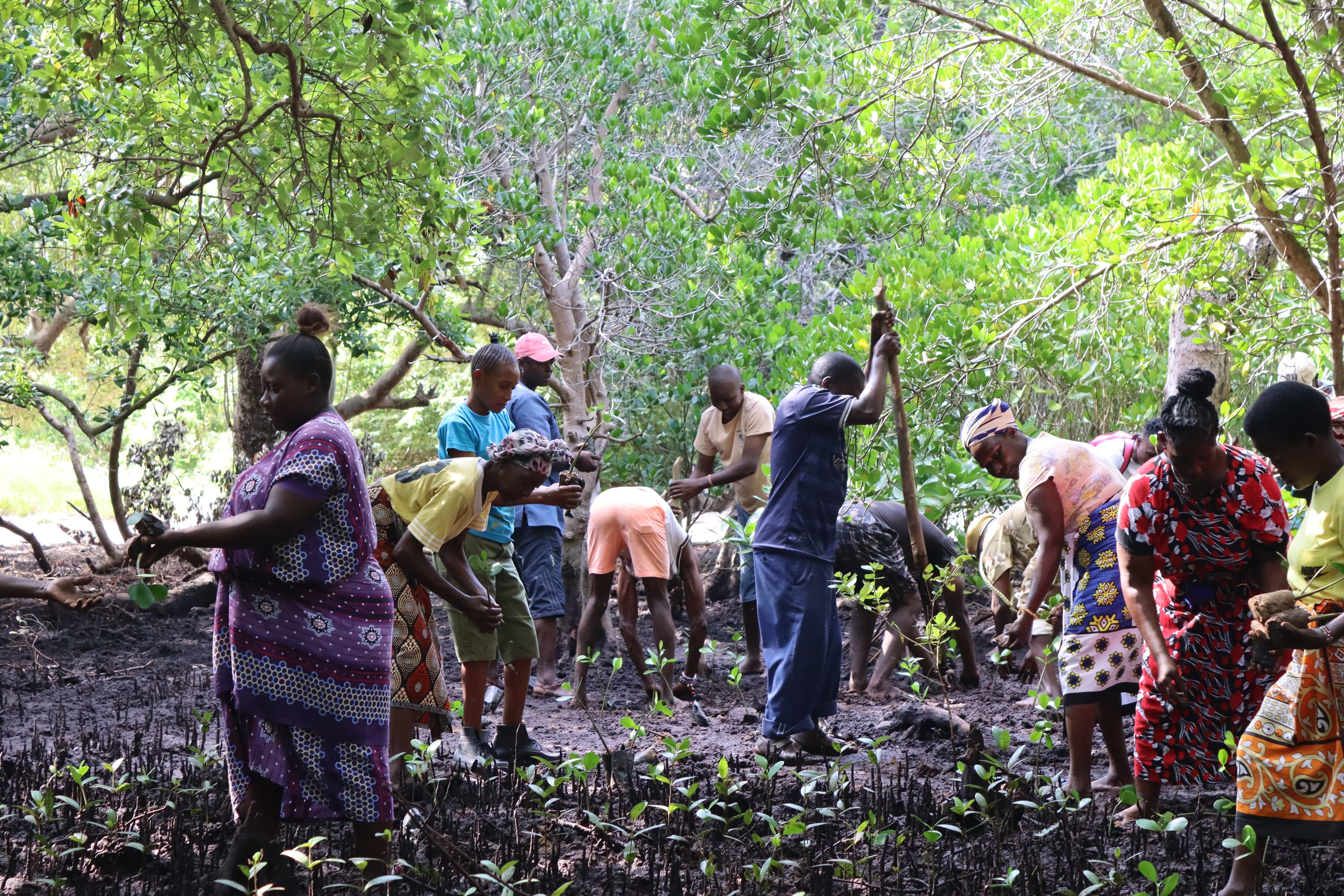 1,500 Mangroves Planted at Dongokundu: Communities Unite for a Greener Coast