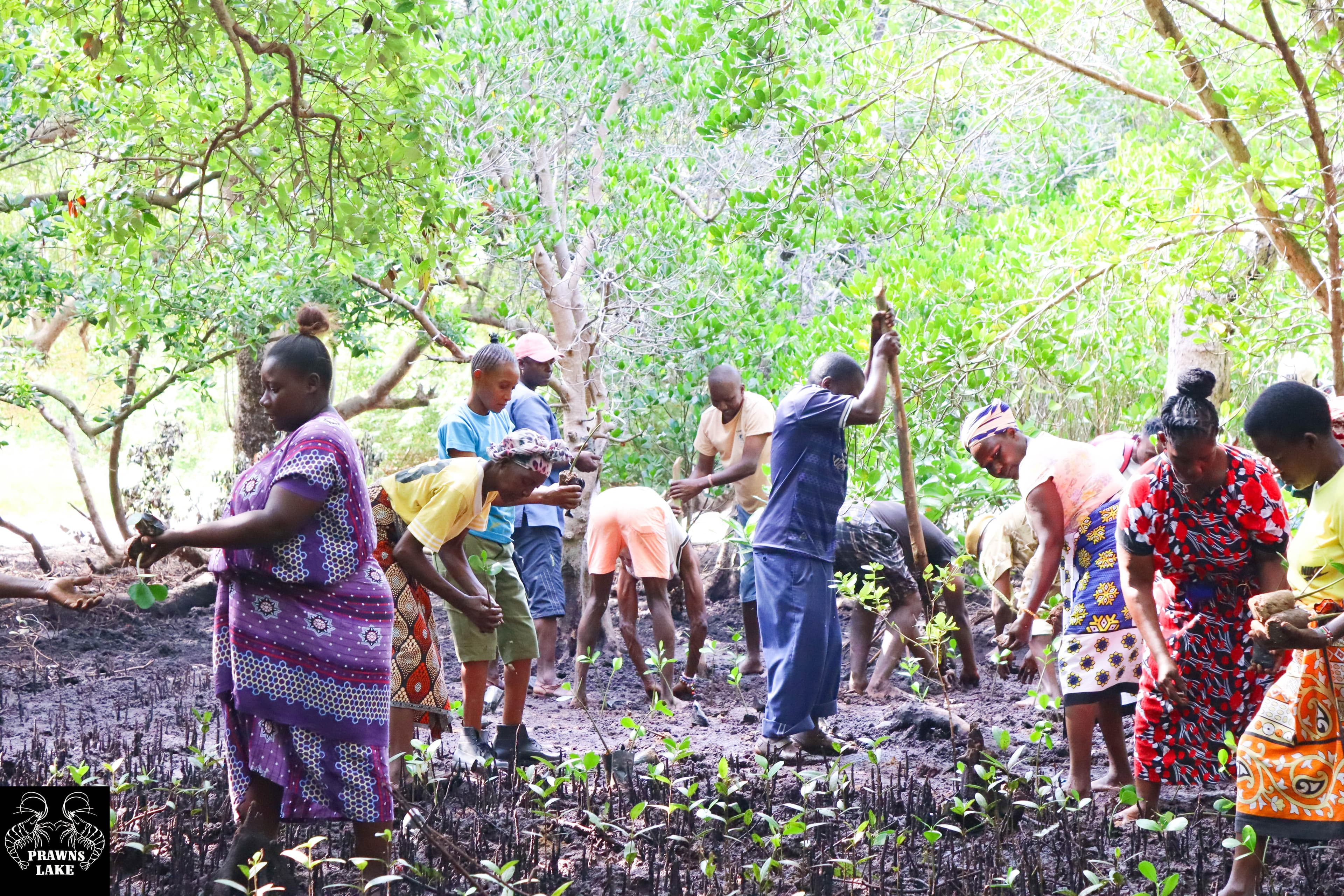 1,500 Mangroves Planted at Dongokundu: Communities Unite for a Greener Coast