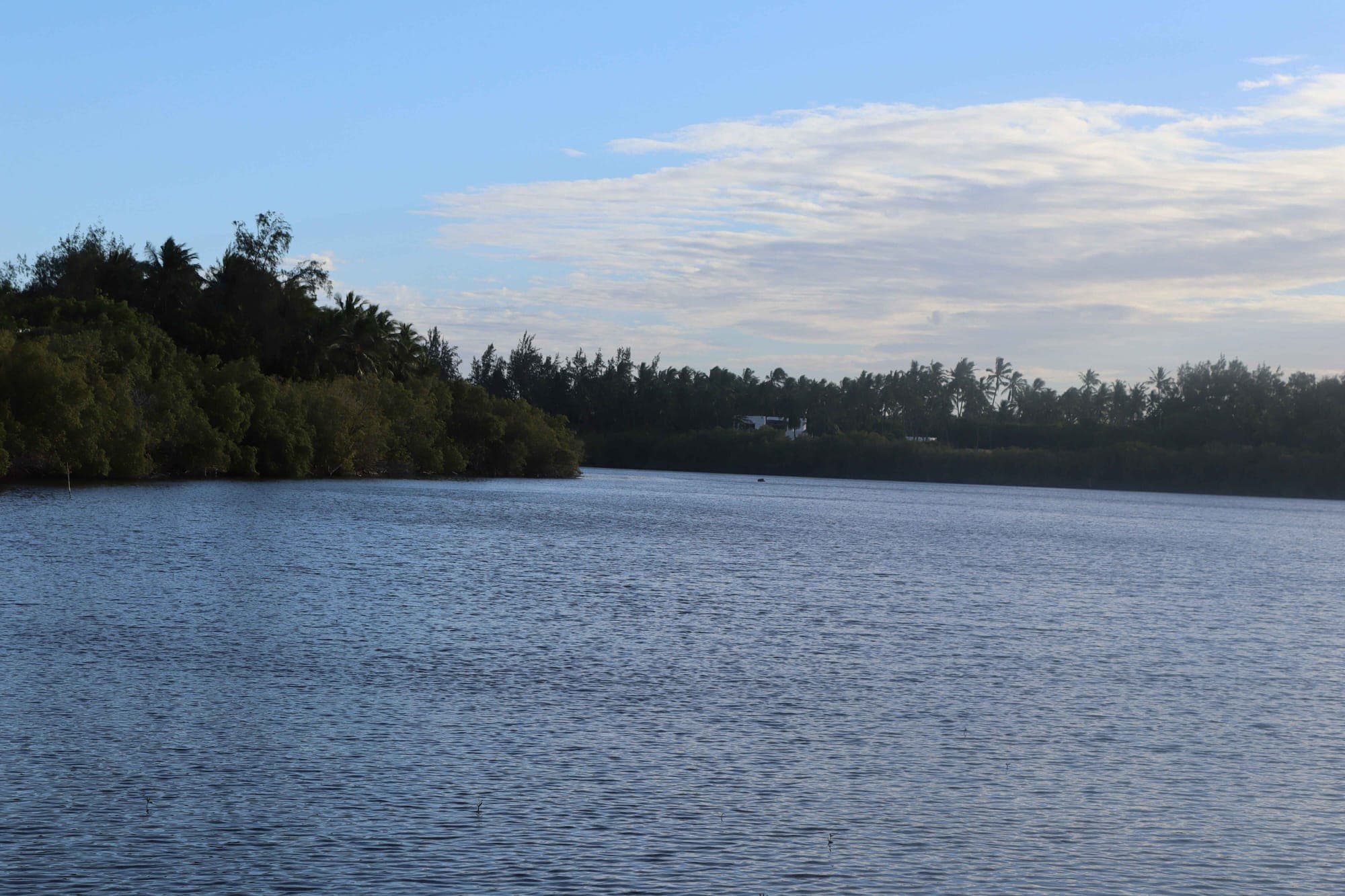 Mangrove Conservation in Kenya: How Prawns Lake is Restoring Nature, One Seedling at a Time